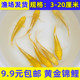 冷水鱼观赏鱼小金鱼活体鱼苗黄金龙凤锦鲤淡水鱼风水鱼好养耐活
