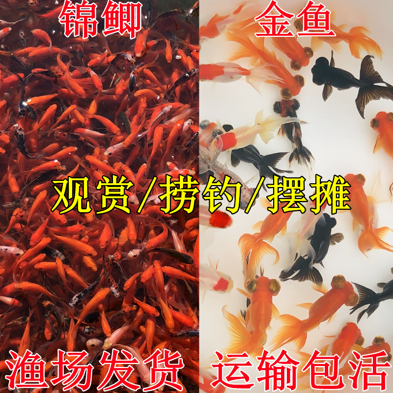 活体金鱼草金锦鲤冷水鱼好养鱼苗