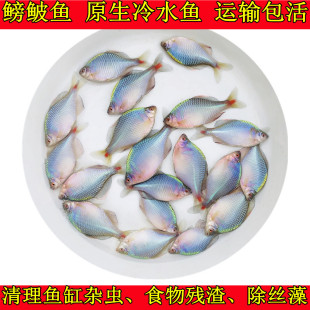 旁皮鱼 鳑鲏鱼 活体观赏鱼冷水鱼原生鱼除藻鱼练手鱼菜板鱼