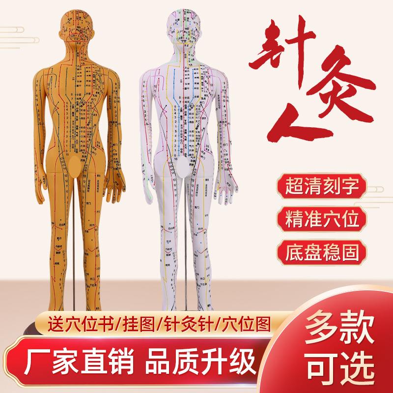 中医针灸经络硅胶教学模型