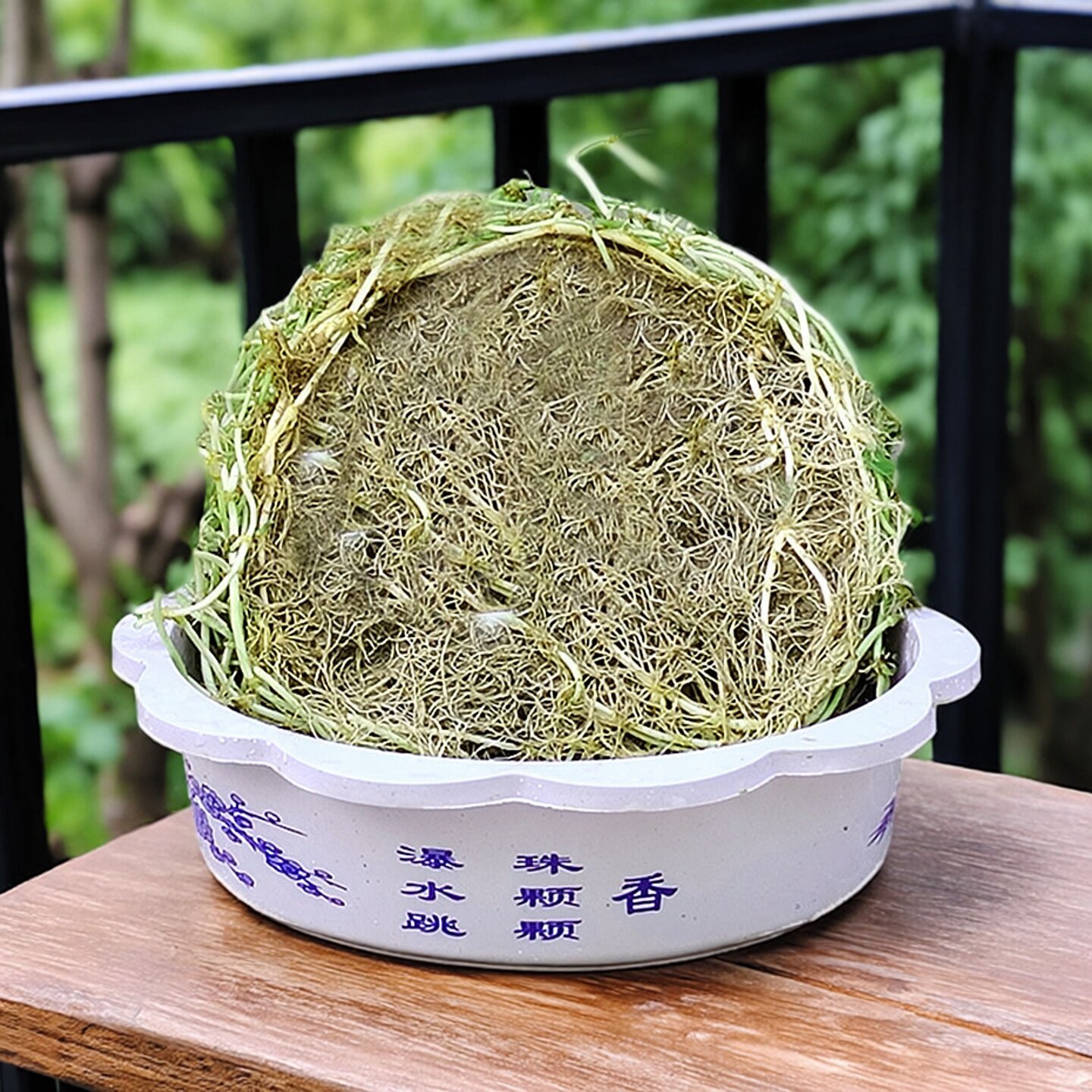 无叶铜钱草带叶香菇草金钱草观叶盆栽绿植水培养植物花卉室内包邮