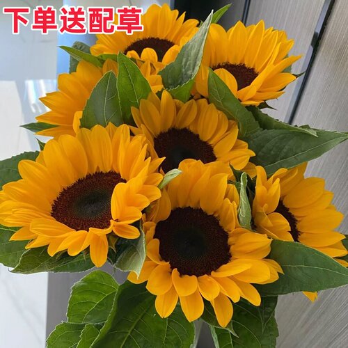 向日葵鲜花花束水养插花