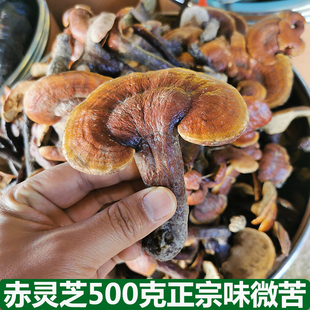 费 长白山赤灵芝500克250克整枝味微苦灵芝孢子粉海南灵芝 免邮