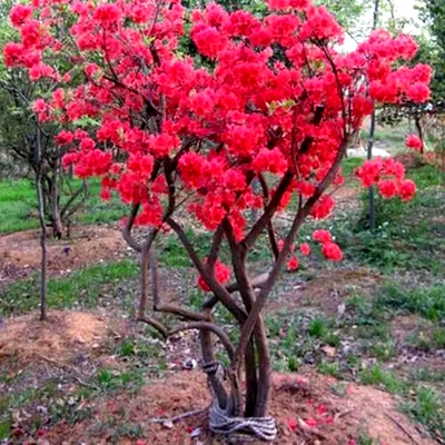 双季开花映山红南北方庭院种植