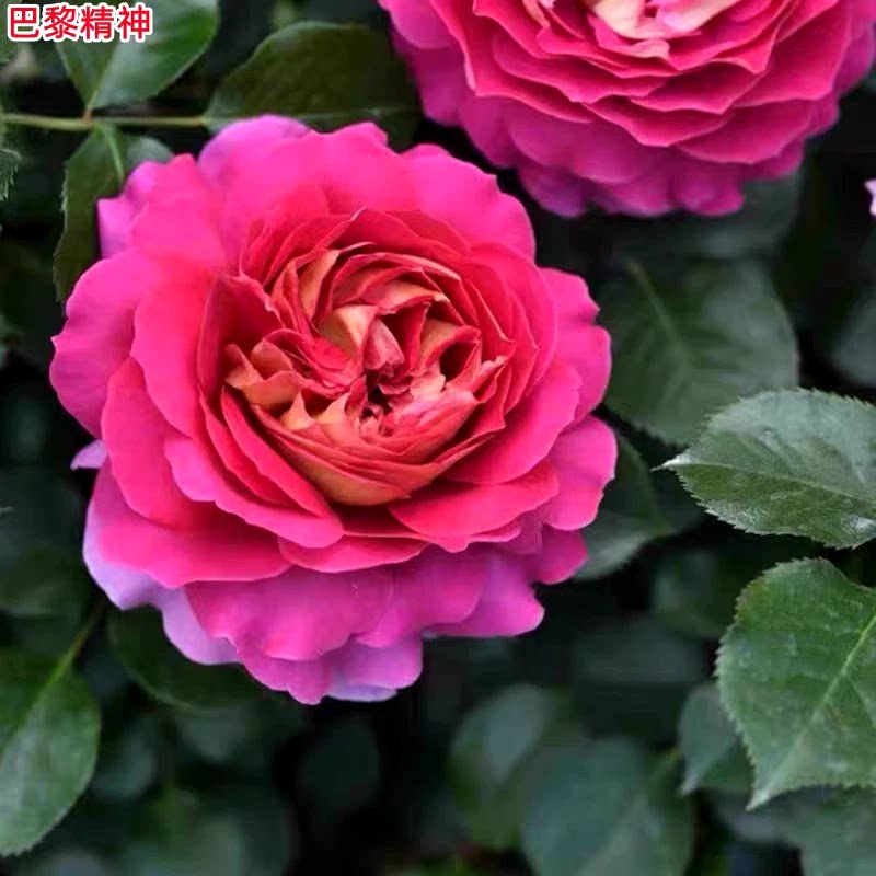 超新品巴黎精神玫瑰月季灌苗花浓香四季开大花木耐寒热抗病勤花花