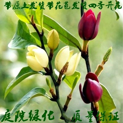 含笑花盆栽树苗庭院阳台四季浓香型带花苞室内花卉观花植物室内花