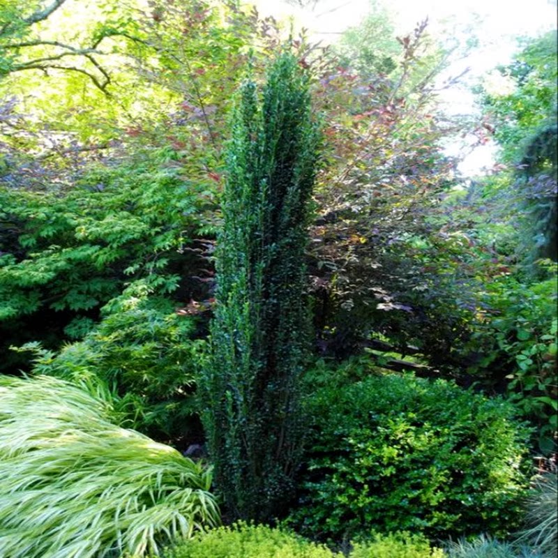 进口直立冬青树苗朝天笔花境植物四季长青日本冬青钝齿庭院绿篱笆