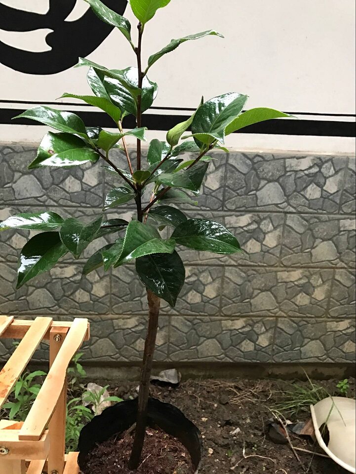 云南茶花云茶嫁接拉丽皮特茶花嫁接拉丽茶花分枝茂盛造型经典