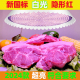 2024新国标隐形红生鲜灯猪肉鲜肉照肉灯水果熟食卤味灯市场灯白光