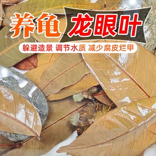养龟治疗腐皮龙眼叶乌龟造景水族红色桂圆树叶子调节改善水质免煮
