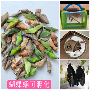 蝴蝶蛹可孵化认主小宠物室内自然科普昆虫活柑橘凤蝶玉带美凤直销