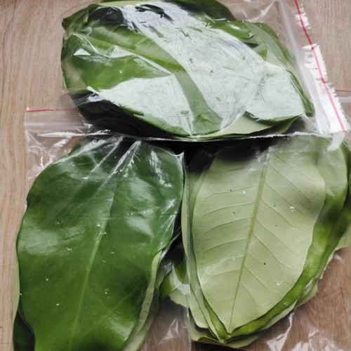 毛毛虫活物食物蝴蝶幼虫寄主植物幼虫饲养叶自家培育新鲜幼虫食物