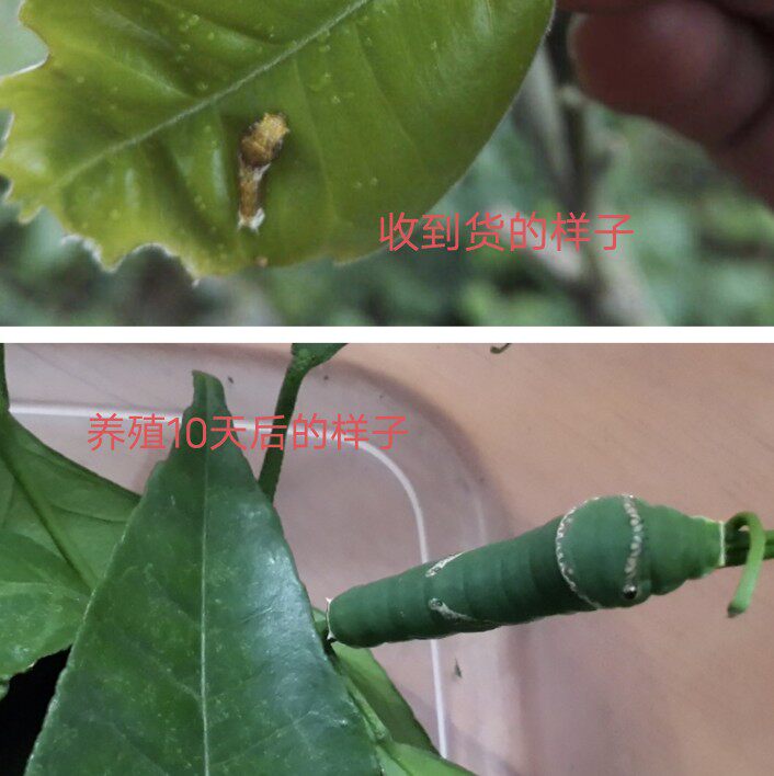 真蝴蝶幼虫活蝴蝶柑橘凤蝶幼虫玉带凤蝶幼虫 能够变蝴蝶的幼虫