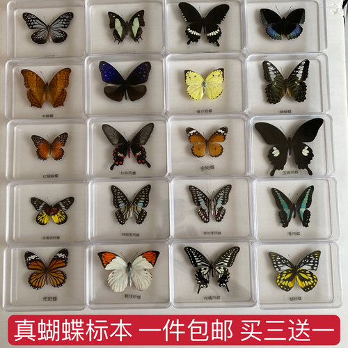 真蝴蝶标本摆件亚克力盒定制饰品