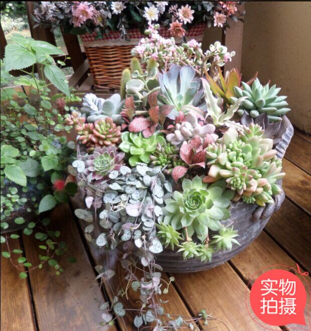 重庆同城花卉盆栽多肉组合微景观观赏植物办公室客厅室内桌面盆景