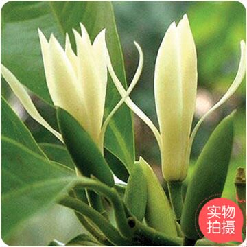 同城黄桷兰黄角兰绿植盆栽植物