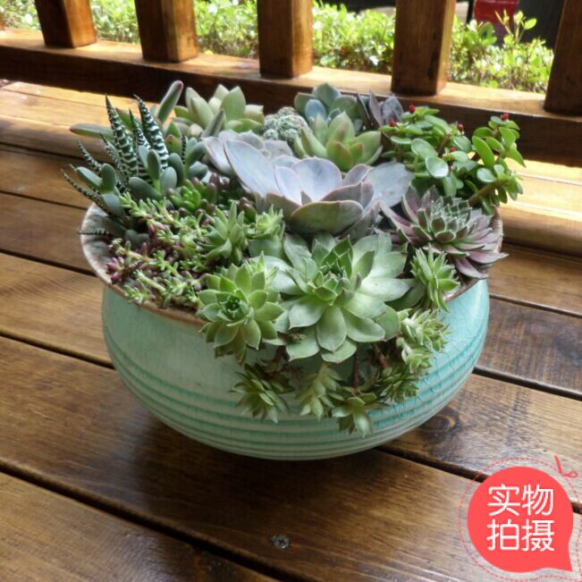 微景观办公室阳台桌面重庆多肉