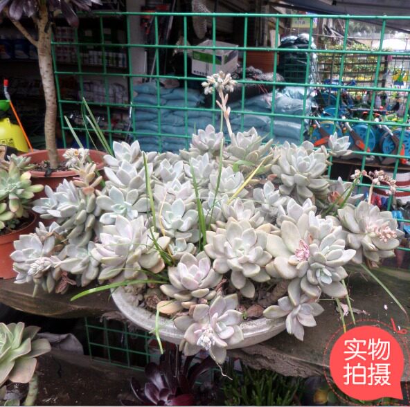 重庆同城花卉多肉组合观赏盆栽美观办公室桌面植物盆景肉肉绿植