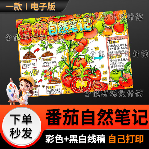 番茄自然笔记手抄报模版科学自然笔记小报线稿电子版6467