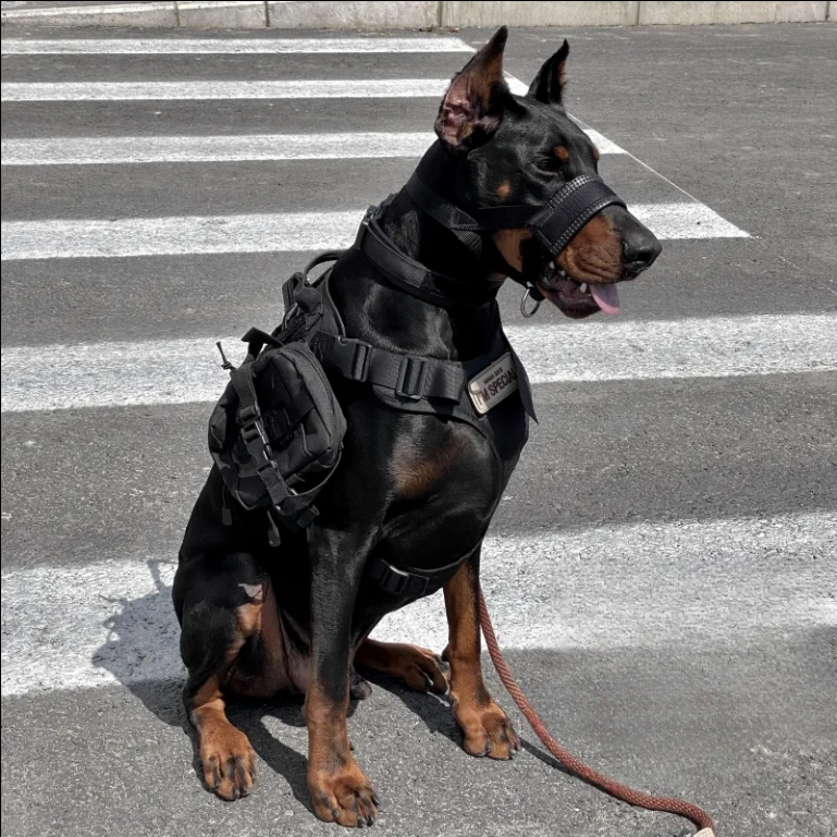 杜宾战术嘴套防爆冲牵引训练装备马犬德牧中大型犬防乱咬大狗嘴罩