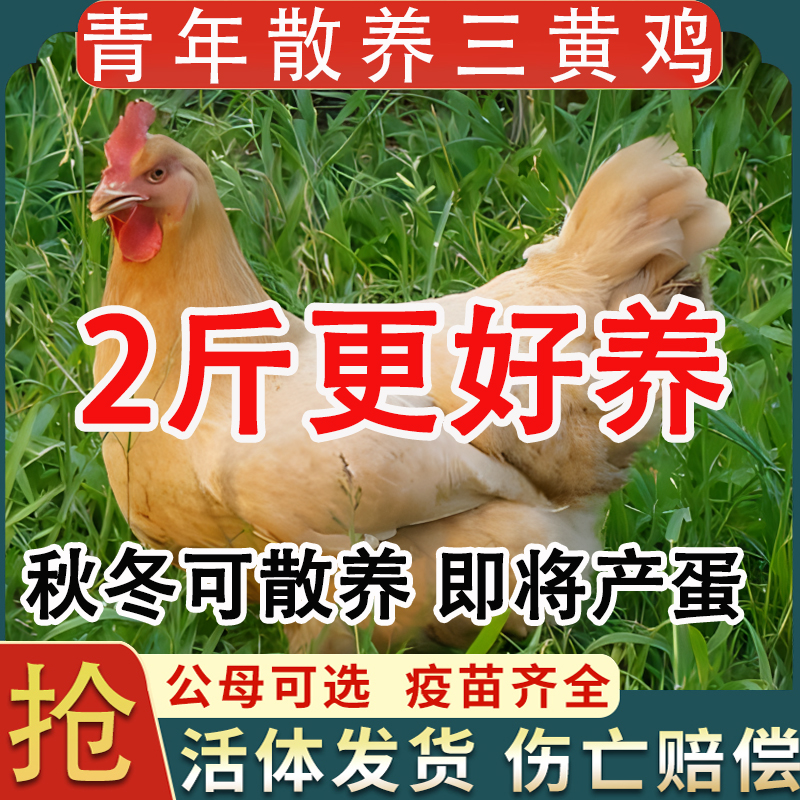 纯种1.5斤三黄鸡活苗正宗草鸡小鸡活苗半大鸡脱温苗下蛋母鸡包邮