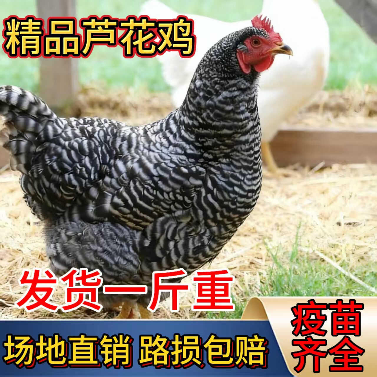 纯种1斤芦花鸡活苗一斤黑芦花活体小鸡苗脱温苗高产绿壳蛋鸡活苗