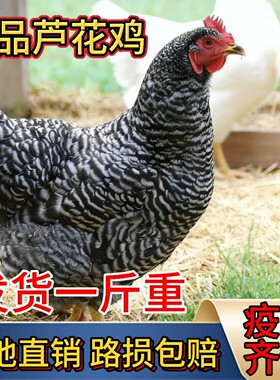纯种1斤芦花鸡活苗一斤黑芦花活体小鸡苗脱温苗高产绿壳蛋鸡活苗