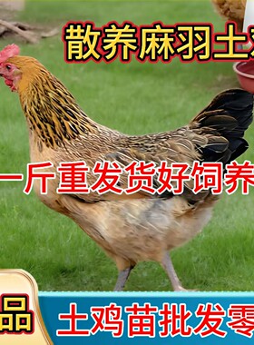 正宗散养一斤高产蛋鸡苗麻羽土鸡活苗小鸡活苗蛋鸡活苗产蛋小鸡苗