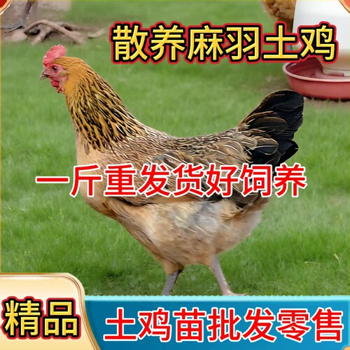 正宗散养一斤高产蛋鸡苗麻羽土鸡活苗小鸡活苗蛋鸡活苗产蛋小鸡苗