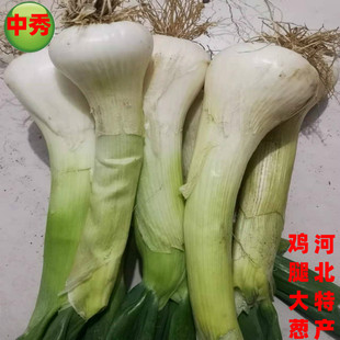 大葱冬储鸡腿大葱河北特产2025年农家自种老笨葱冬储蔬菜调味开胃