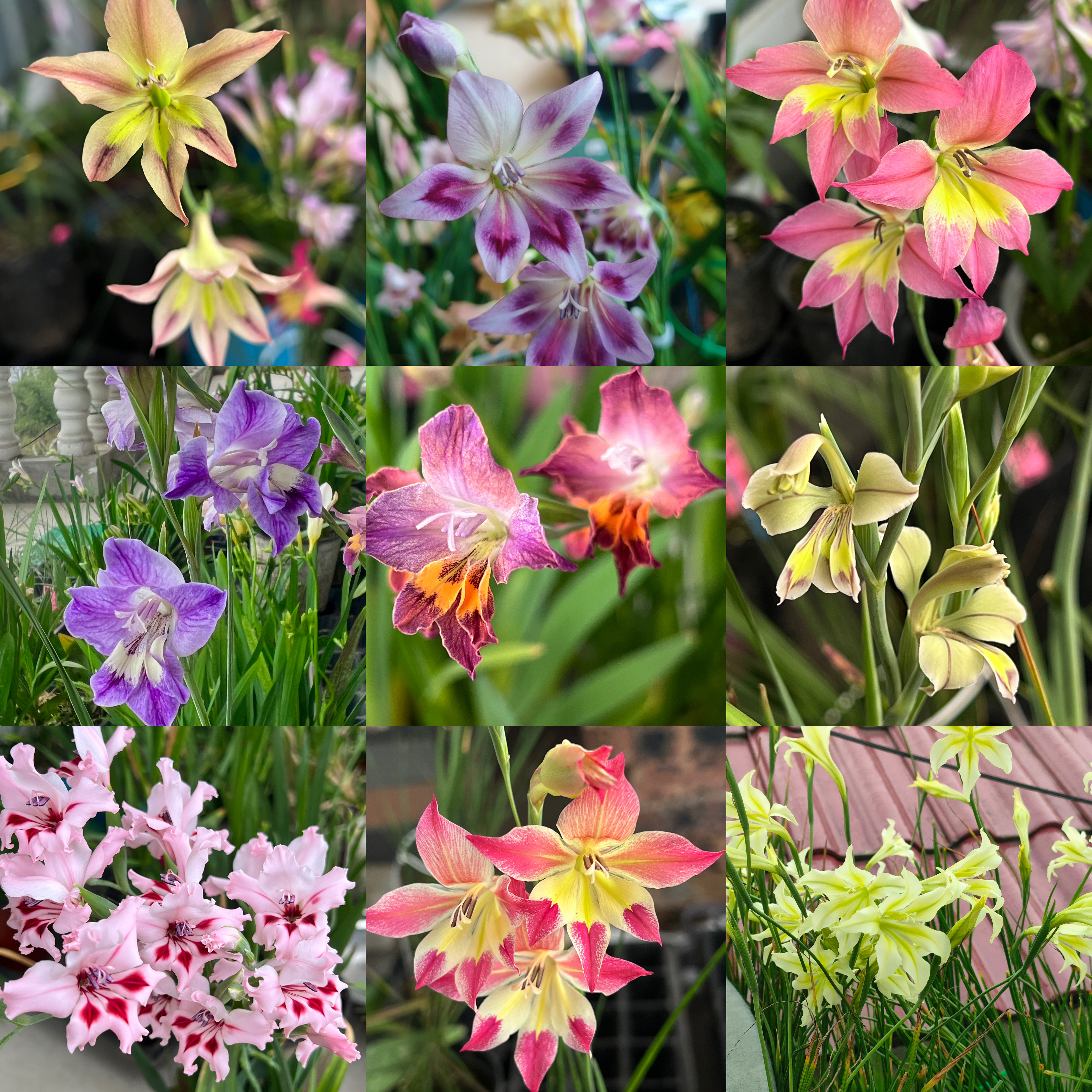 【原生剑兰】唐菖蒲秋植种球根春花盆栽阳台楼顶花卉绿植
