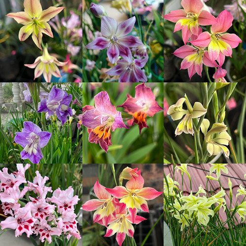 【原生剑兰】唐菖蒲秋植种球根春花盆栽阳台楼顶花卉绿植