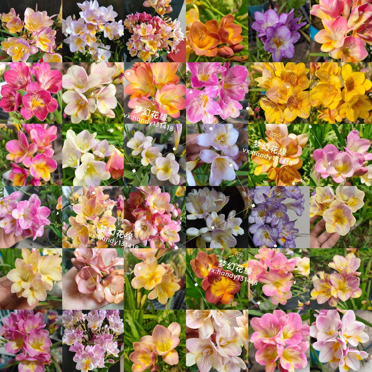 【杂交切花香雪兰】自育种球根花
