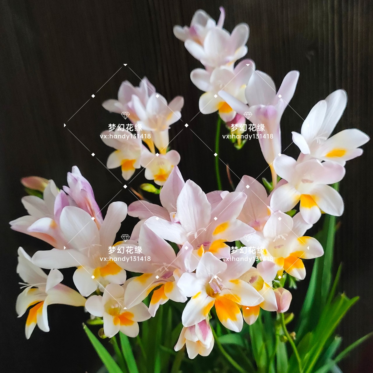 小苍兰原生矮小紫背白花莱氏晕色香雪兰秋植种球根盆栽浓香花卉