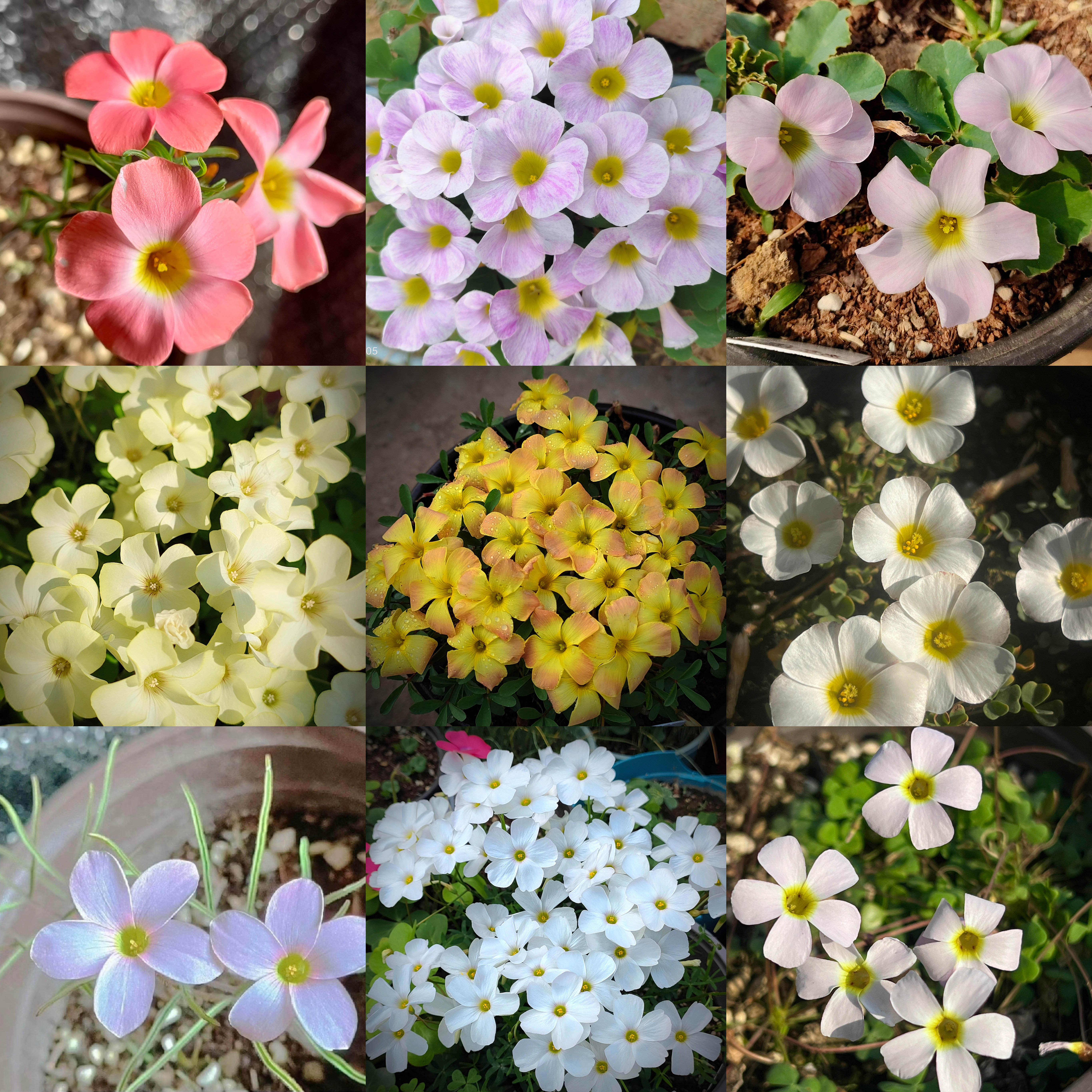 酢浆草【个体系列】漩涡夜公主秋植种球根花卉盆栽绿植
