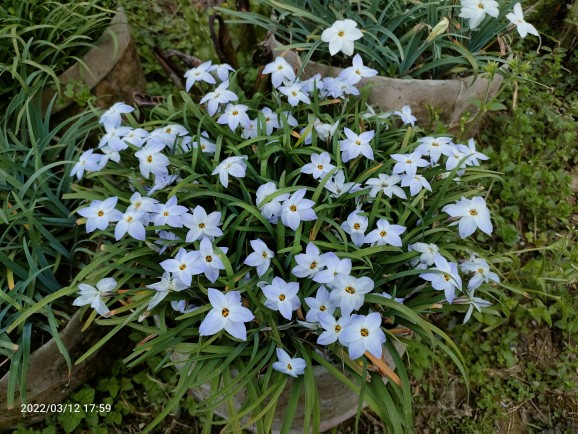 花韭种球根浅蓝色春秋冬季盆栽耐寒盆栽花卉韭叶兰