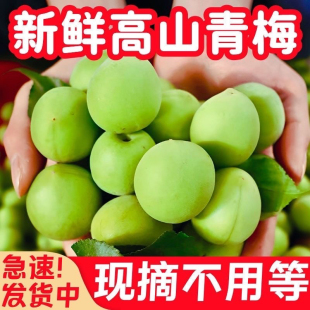陆河青梅果新鲜高山青竹梅现摘野生泡酒酸梅子孕妇水果酵素包邮