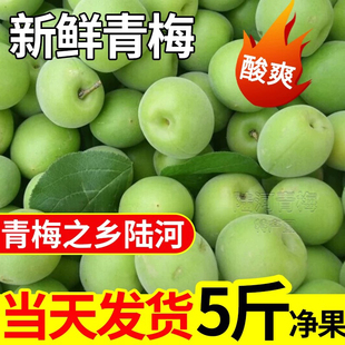 陆河青梅果新鲜高山青竹梅现摘野生泡酒酸梅子孕妇水果酵素包邮
