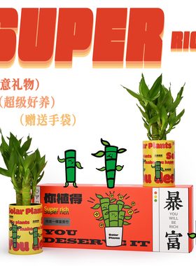 富贵竹办公室桌面绿植工位绿植创意礼物情绪稳定植物礼盒四季好养