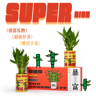 富贵竹创意盆栽礼盒新年礼物绿植