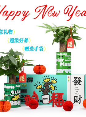 发财树小盆栽绿植创意离职新年礼物女生礼物办公室桌面绿植摆件