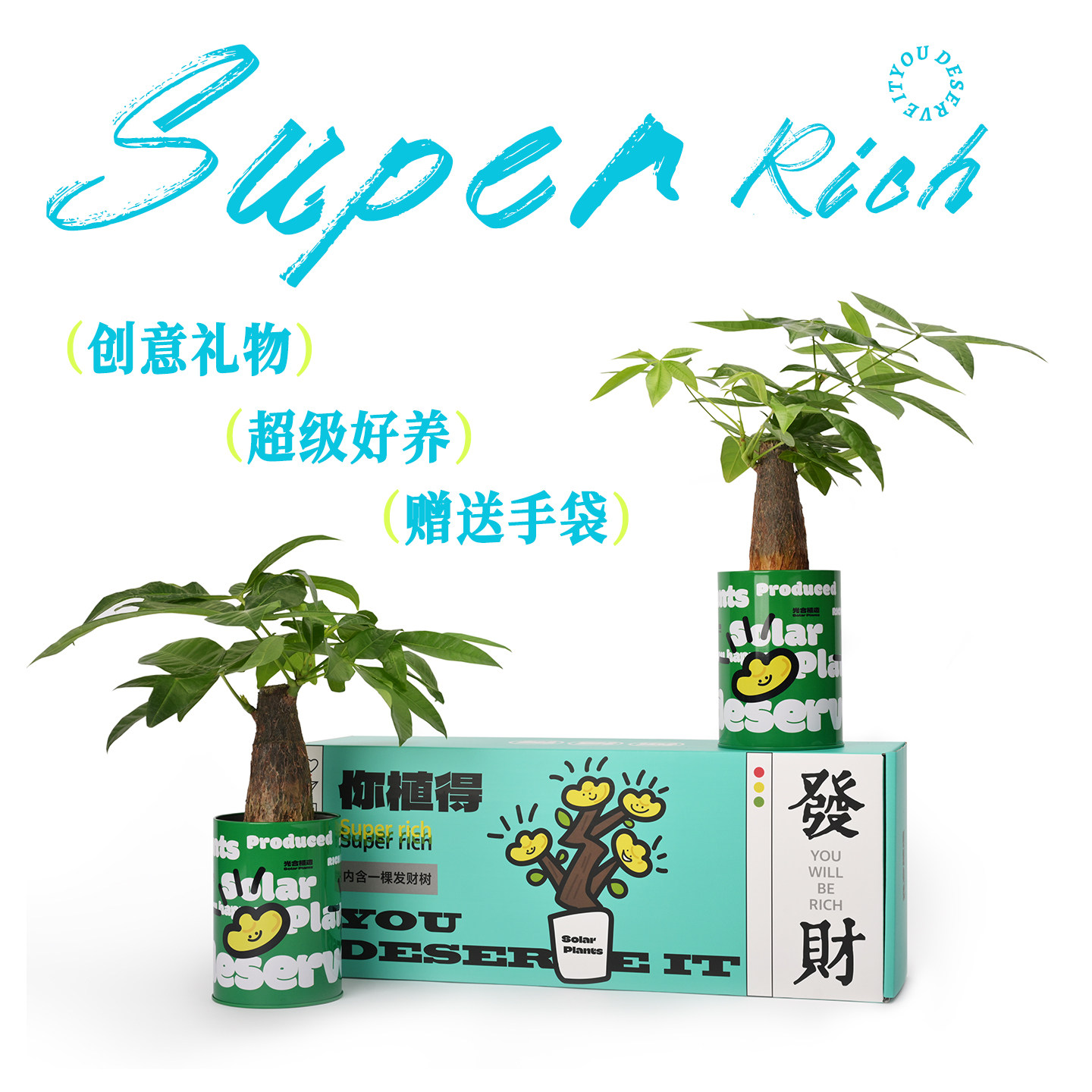 发财树小盆栽放青松绿植创意离职礼物女生礼物办公室桌面绿植摆件