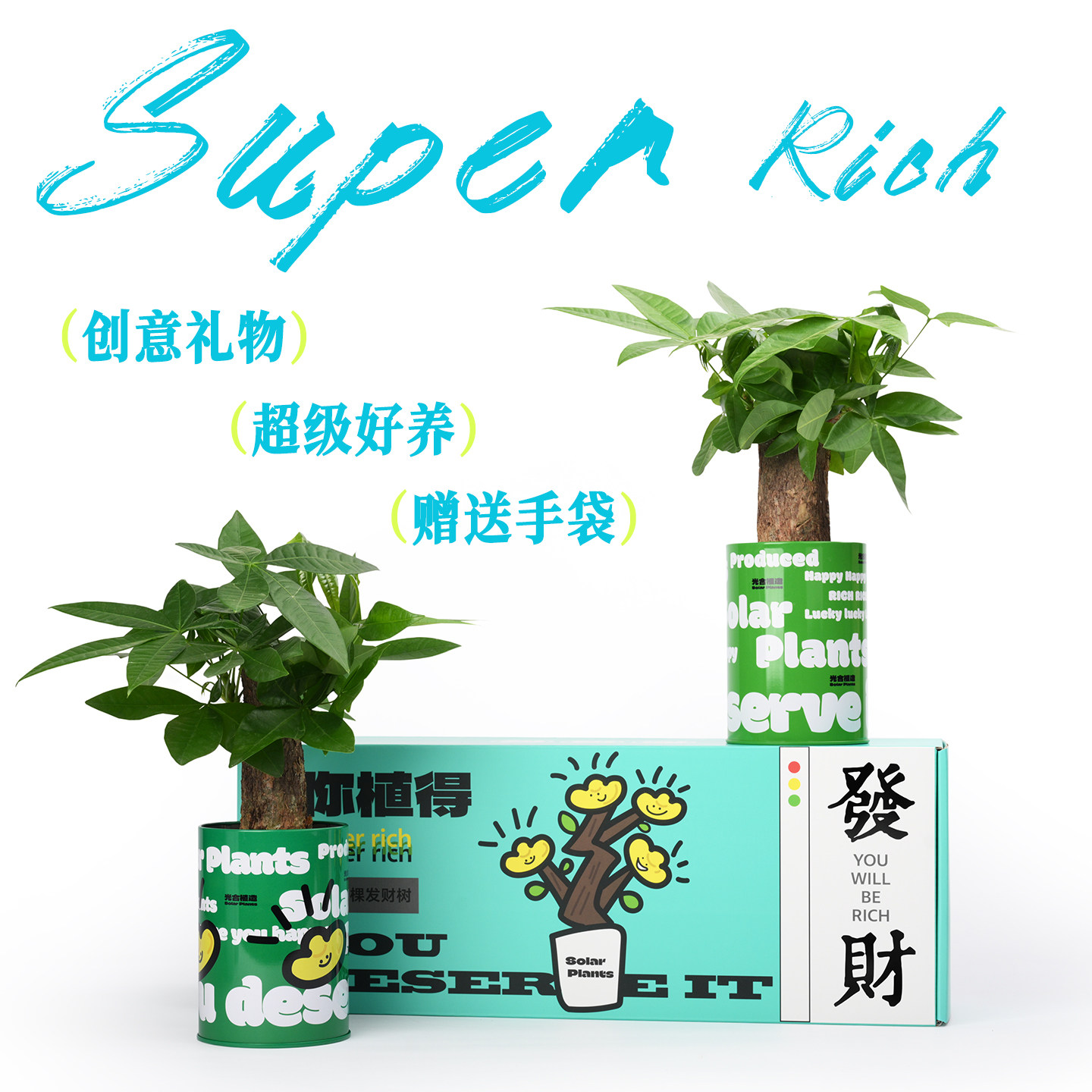 发财树小盆栽工位绿植礼盒创意离职生日礼物办公室桌面绿植好养