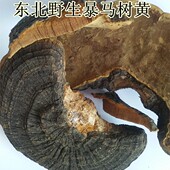 包邮 东北长白山野生灵芝整个暴马桑黄 500克 桑黄 暴马丁香桑黄
