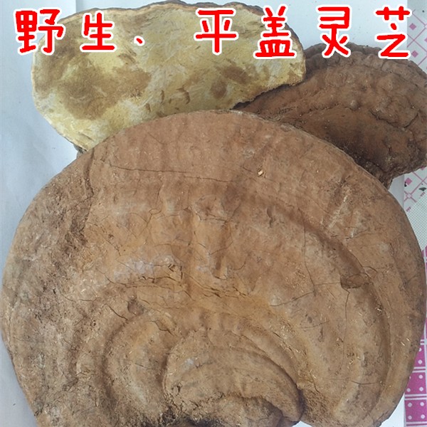 长白山脉东北野生大平盖灵芝 木灵芝 树舌 新货可加工片500克包邮