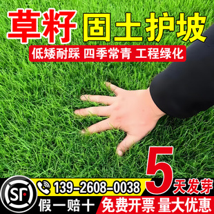 草籽匍匐剪股颖免修剪矮生耐寒四季常青南北方庭院别墅绿化草种子