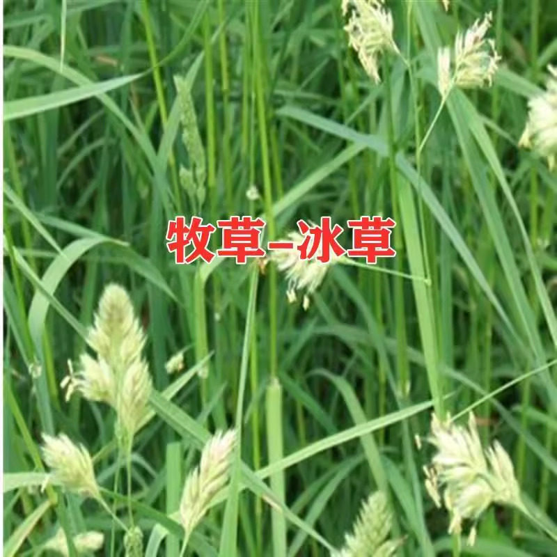 冰草种子别名野麦子扁穗冰草羽状小麦草暖季型草坪种子防风固沙图片