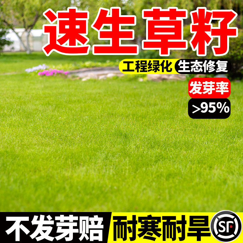 草坪草籽四季常青耐寒耐旱公园庭院小区绿化护坡耐践踏种子包邮