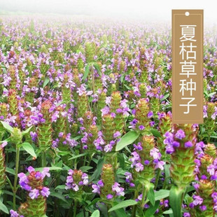 散装夏枯草种子新采药材白毛夏枯球种籽四季播种简单发芽率高包邮