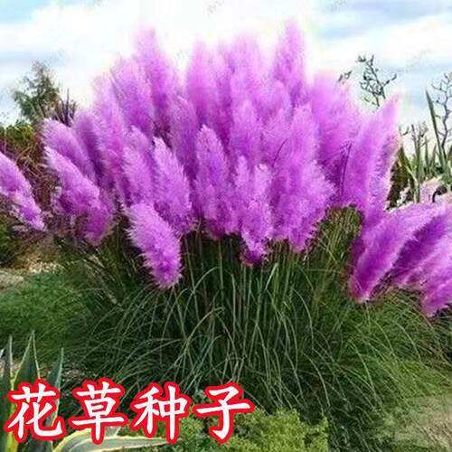 粉黛乱子草蓝羊茅兔尾草种子庭院观赏草耐寒花卉花草种籽芦苇草籽